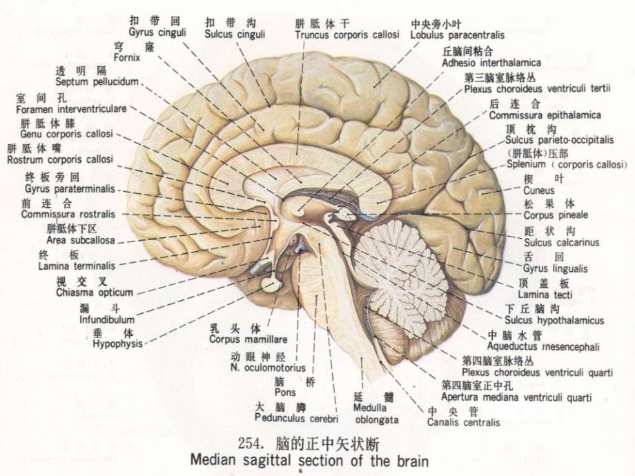 脑干的解剖和临床综合征_第3页