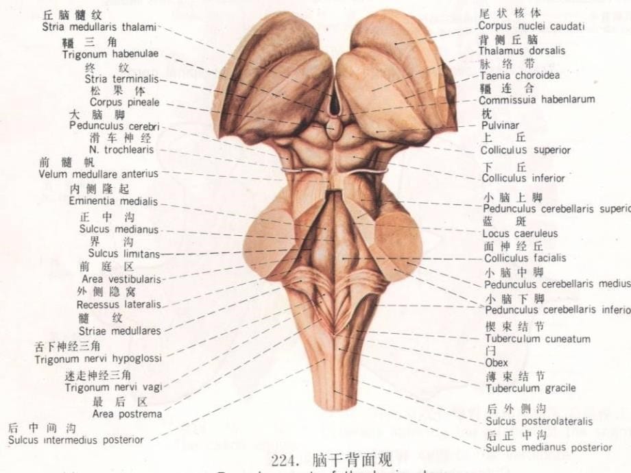 脑干的解剖和临床综合征_第5页