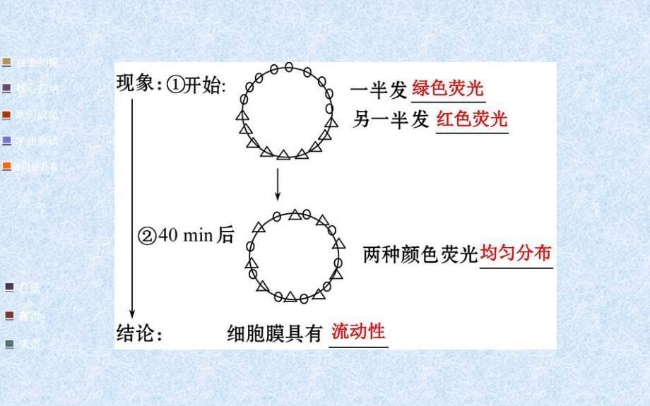 金榜生物教师用书配套课件必修1第4章第2节第3节生物膜的流动镶嵌模型物质跨膜运输的方式_第5页