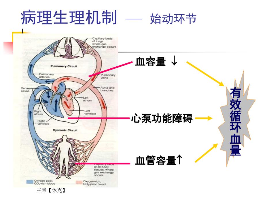 休克 过敏性休克.ppt_第4页