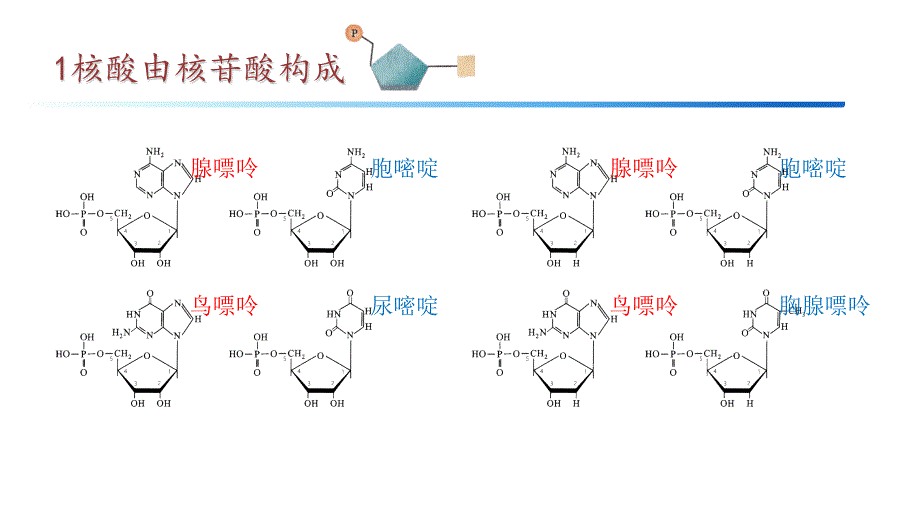 【高中生物】DNA的结构课件+高一下学期生物人教版必修2_第2页