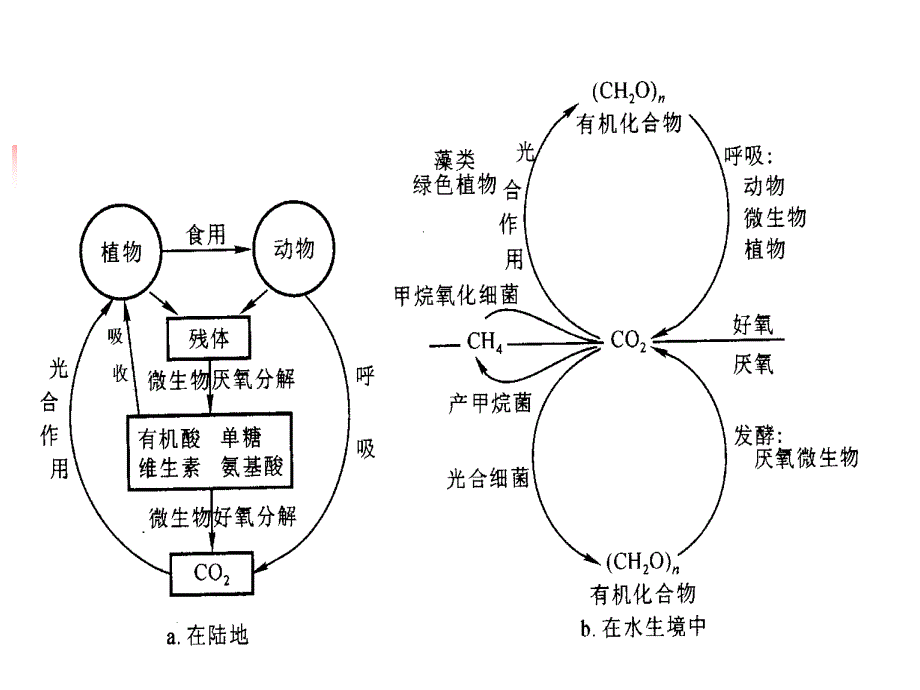 微生物在环境物质循环中的作用_第3页