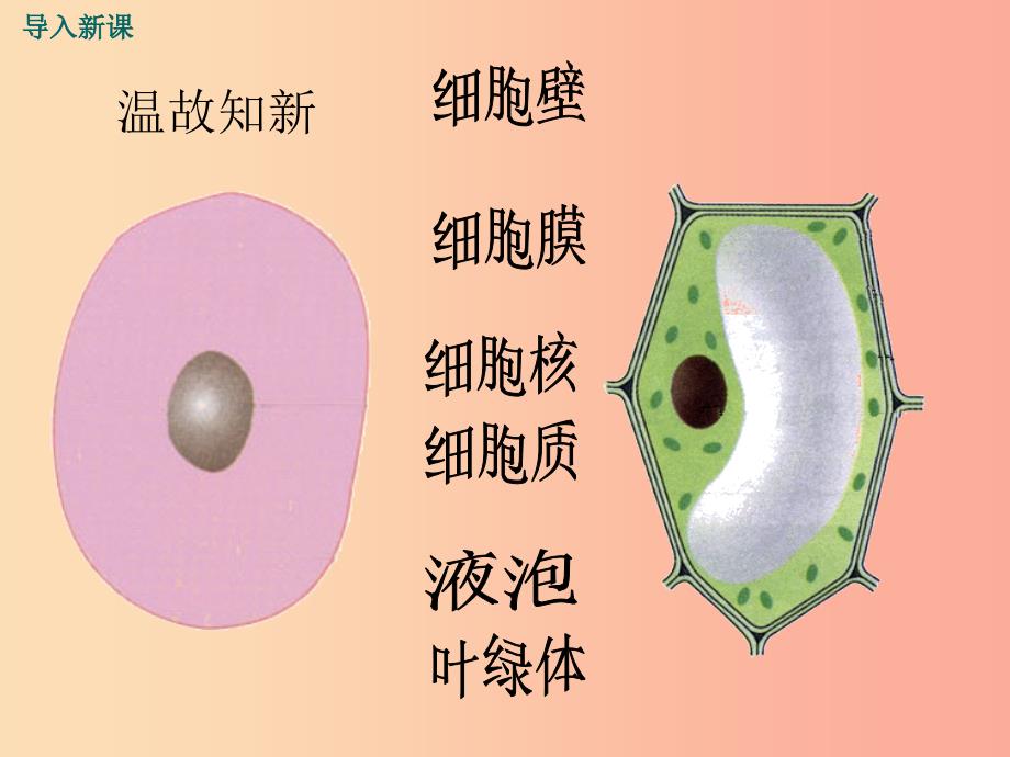 七年级生物上册 第2单元 第3章 第2节 细胞是生命活动的单位教学课件 （新版）北师大版.ppt_第2页