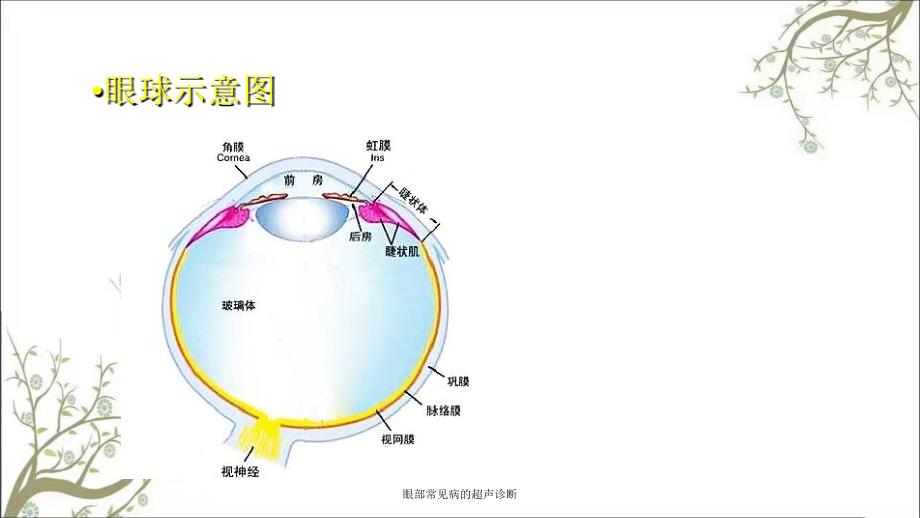 眼部常见病的超声诊断_第4页