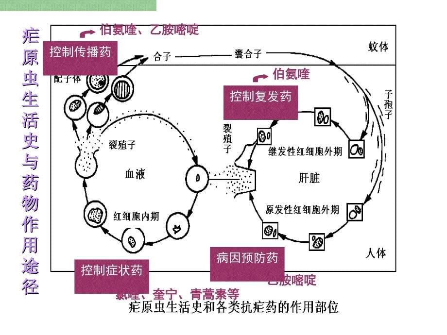 四十三章节抗寄生虫药_第5页