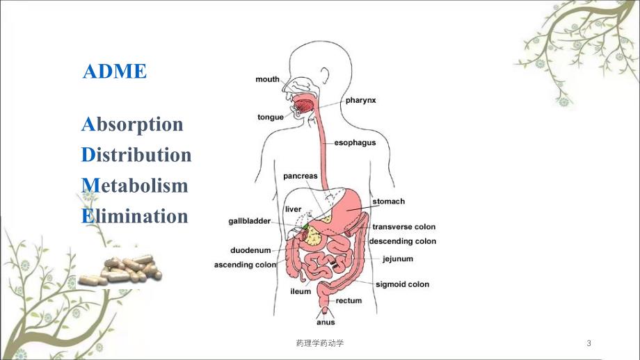 药理学药动学课件_第3页