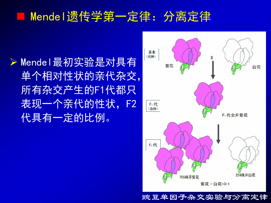 动物学课件动物遗传与进化_第4页