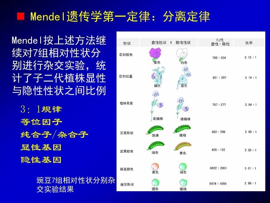 动物学课件动物遗传与进化_第5页