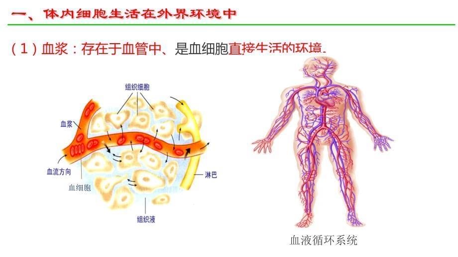 【高中生物】细胞生活的环境课件+高二上学期生物人教版选择性必修1_第5页