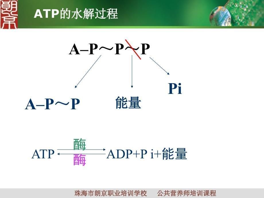 《运动与营养》PPT课件_第5页