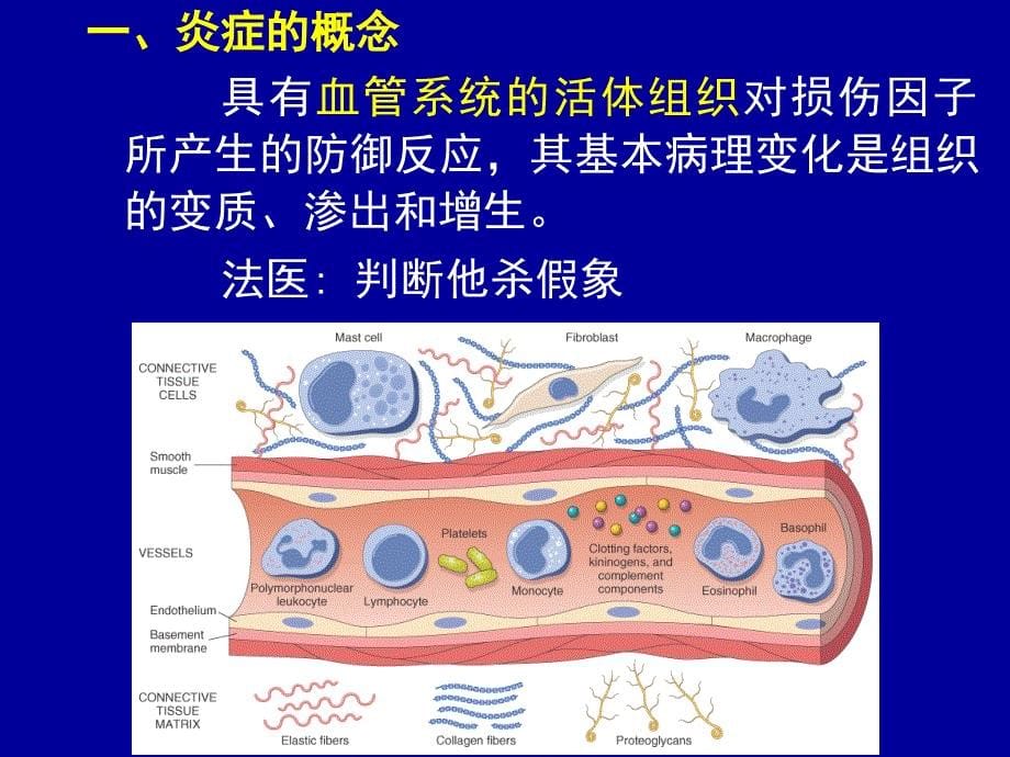 炎症概念、病因、病变_第5页