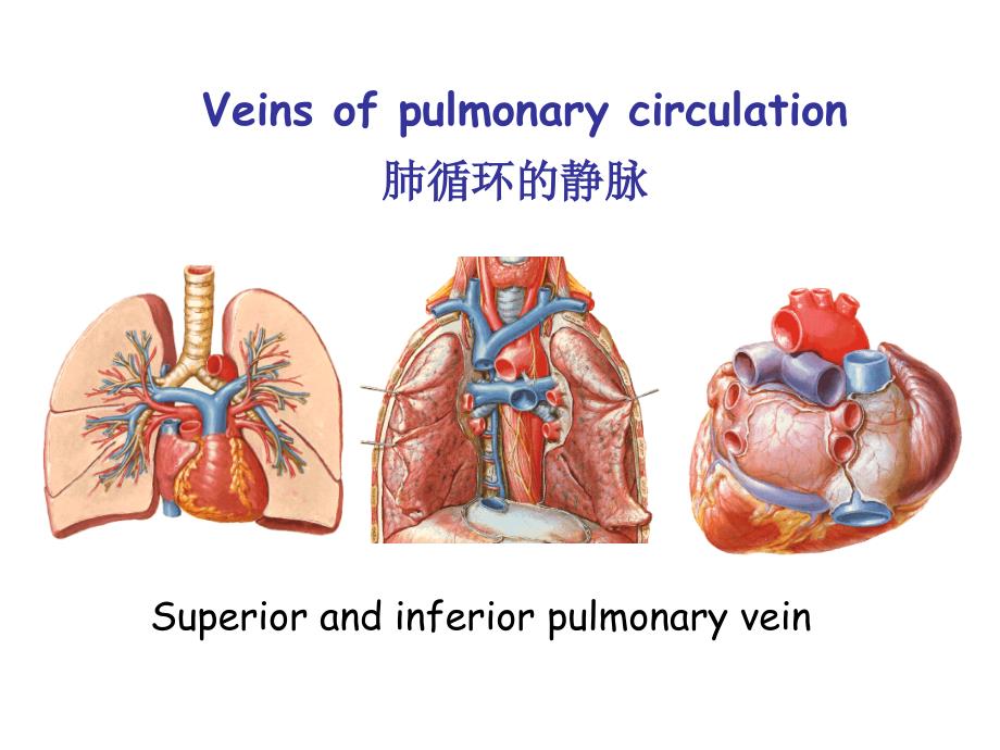 《系统解剖学》课件：4Veins and limphatic system_第3页