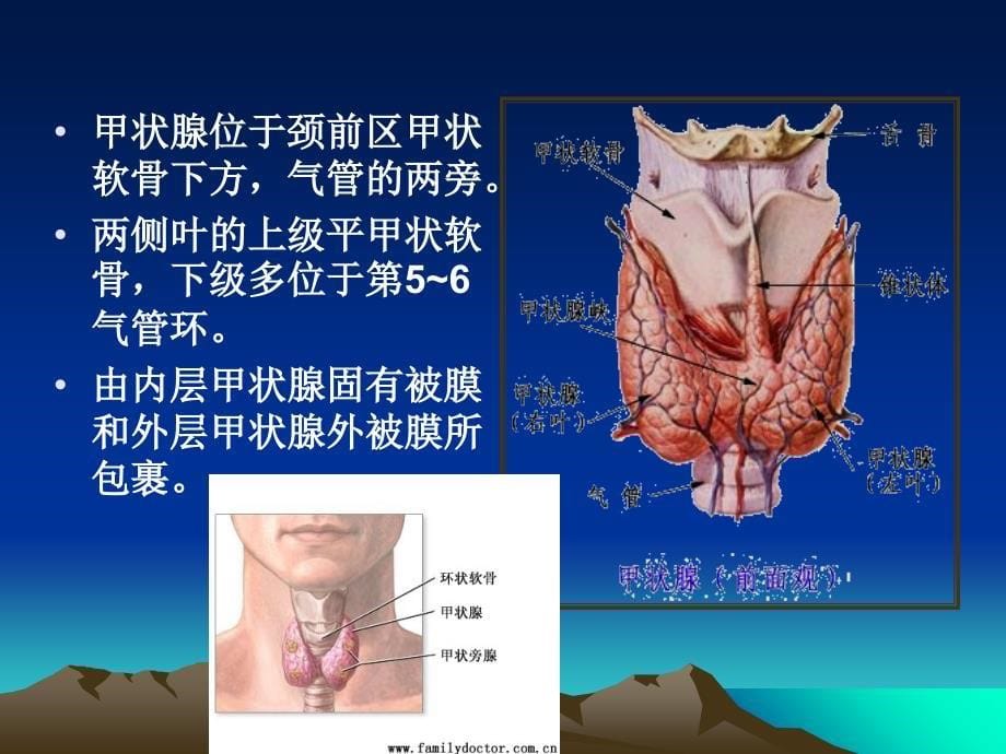 甲状腺疾病护理_第5页