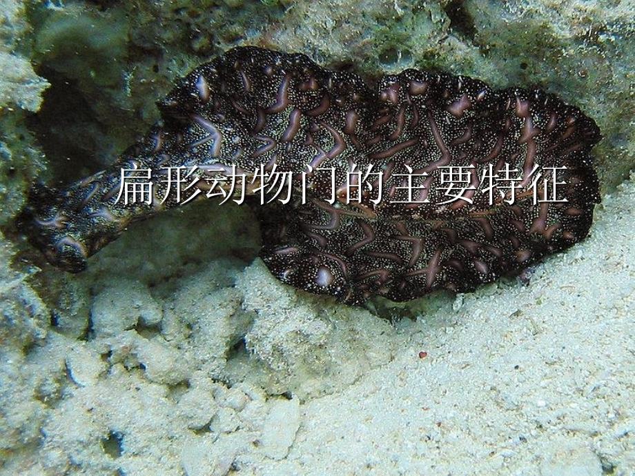 扁形动物自制_第1页