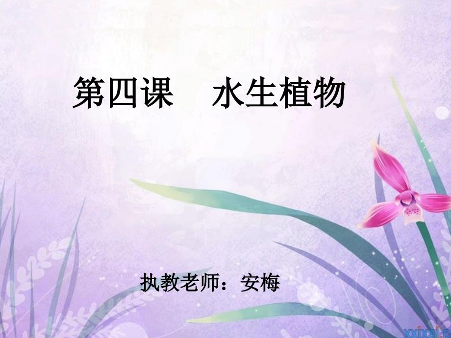 教科版三上科学_水生植物_第1页