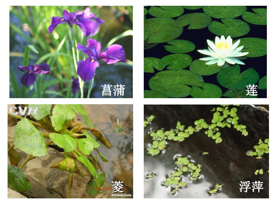 教科版三上科学_水生植物_第4页