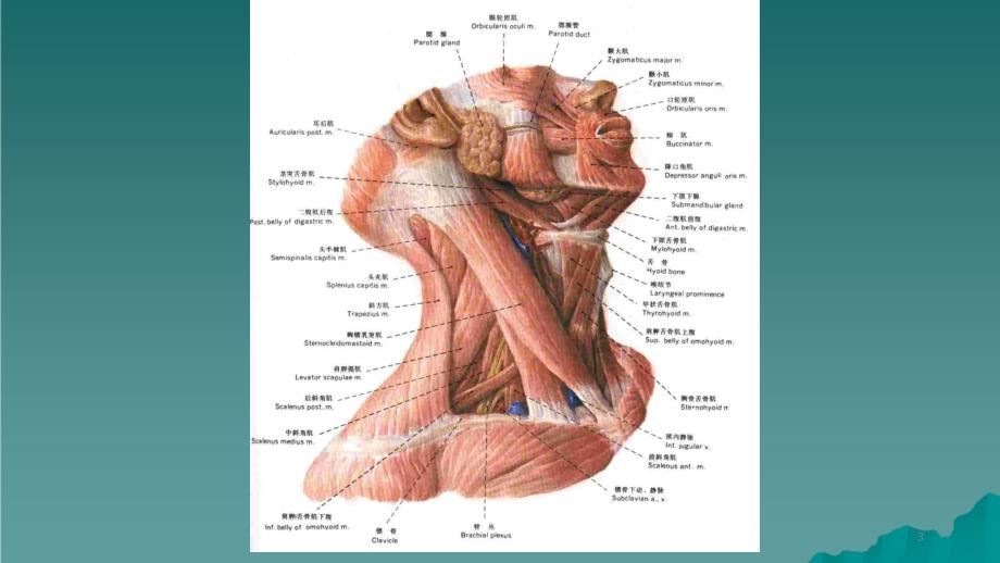 颈部精细解剖干货分享_第3页