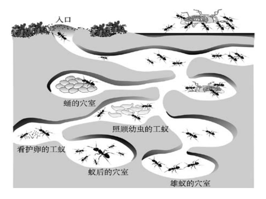 17课生物是如何传递信息的_第5页