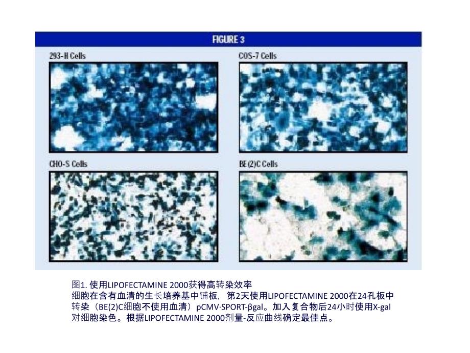 分子生物学实验课：8脂质体转染_第4页