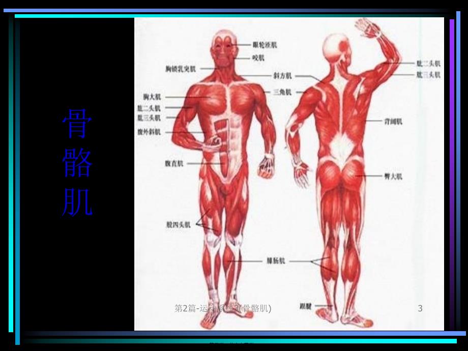 第2篇-运动系统3(骨骼肌)课件_第3页