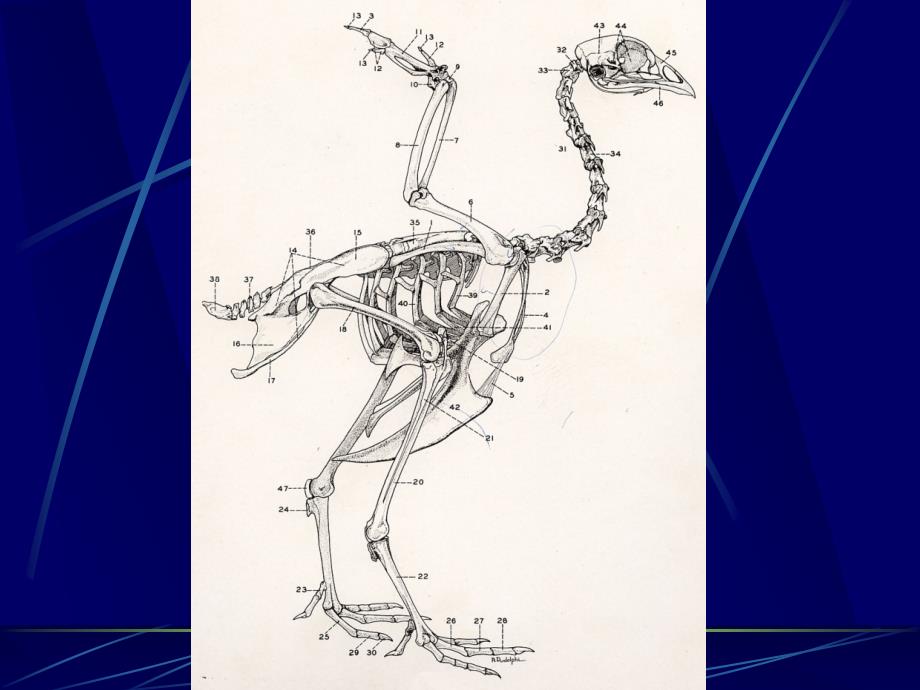 鸡的组织结构及解剖课件_第2页
