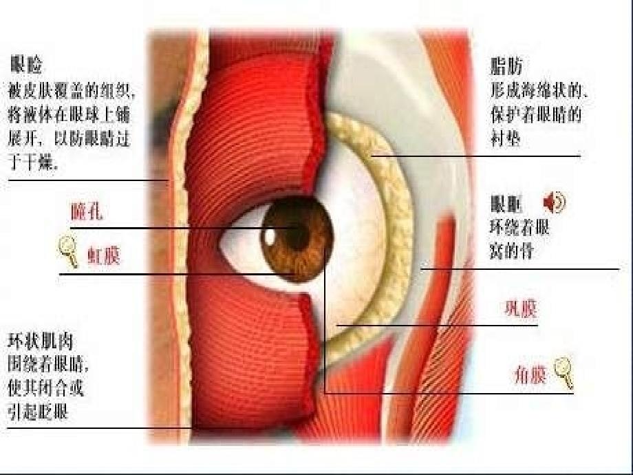 眼睛的构造与功能.ppt_第3页