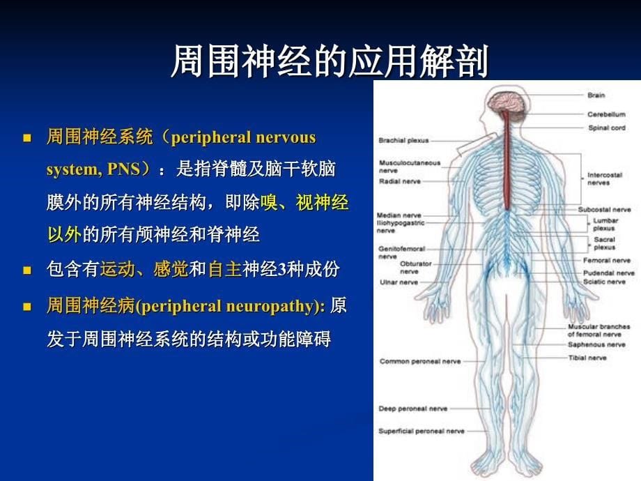 九版神经病学13-周围神经病_第5页