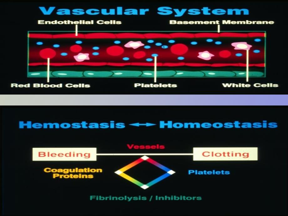 血液系统疾病出血性疾病概述_第2页