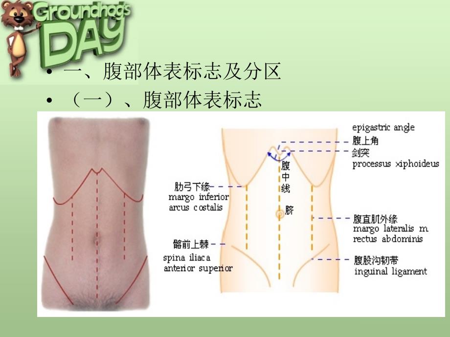 最新第九节腹部PPT文档_第1页