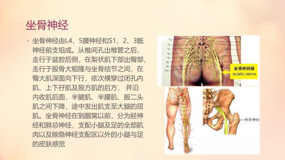 腰椎间盘突出症的经络辨证.ppt_第3页