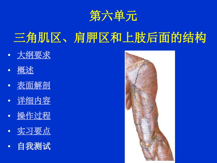 角肌区、肩胛区和上肢后面的结构大纲要求概述表_第1页
