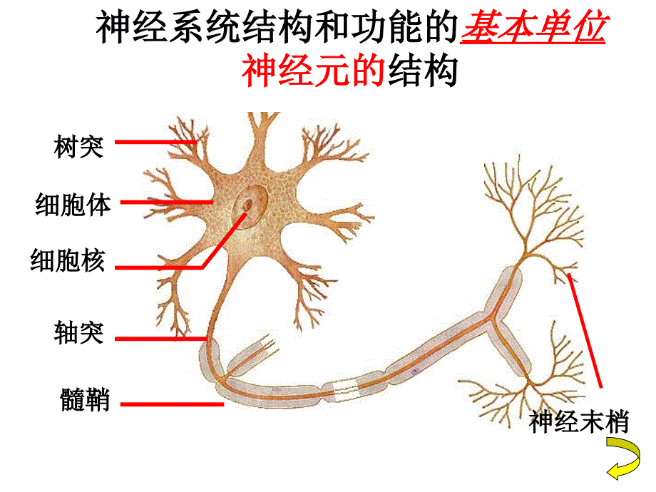 苏科版初中生物第六单元16.1《人体的神经调节--人体的神经系统》课件（17张）(共17张PPT)_第4页