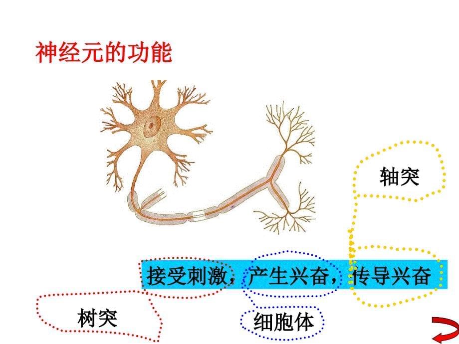 苏科版初中生物第六单元16.1《人体的神经调节--人体的神经系统》课件（17张）(共17张PPT)_第5页