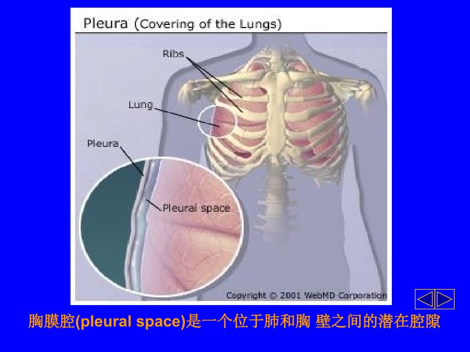 胸腔积液解析PPT课件_第3页