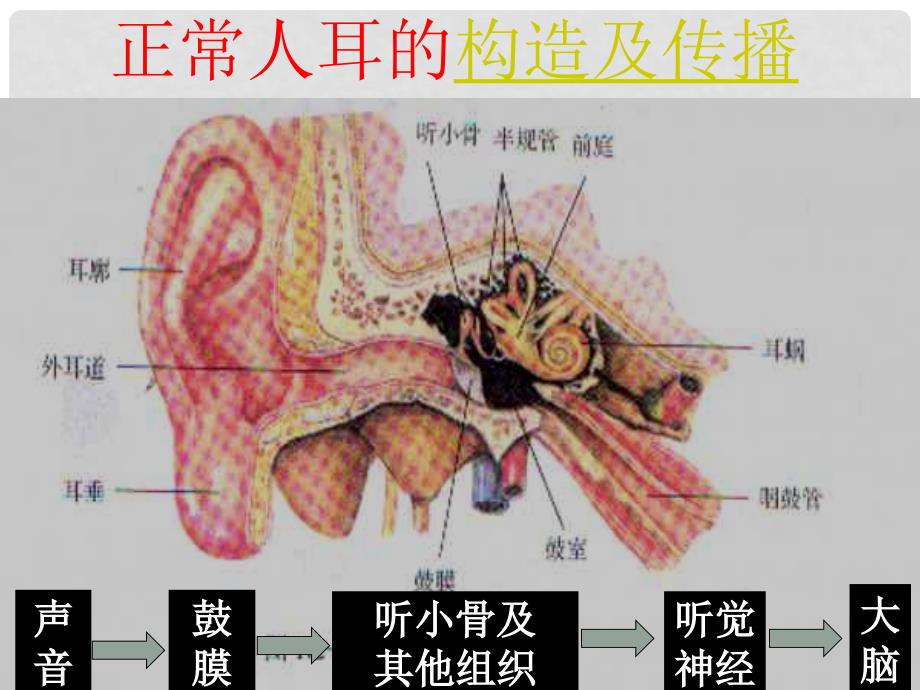 湖北省当阳市八年级物理上册《我们是怎样听到声音》课件 北师大版_第2页