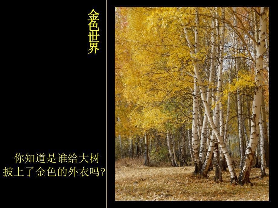 《拓印树叶真有趣》PPT课件.ppt_第5页