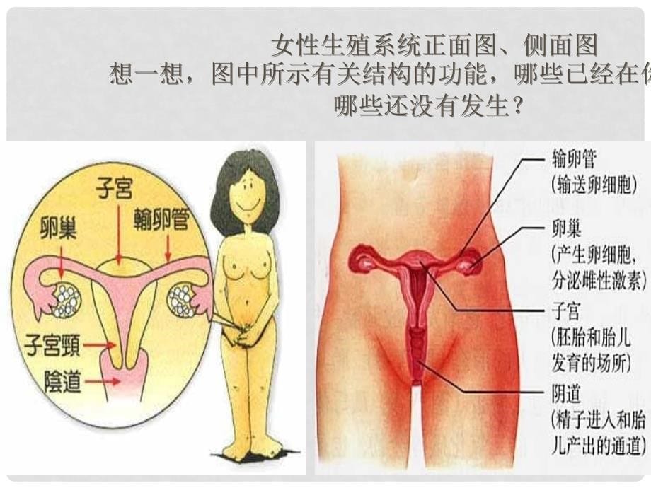 湖北省武汉市华中农业大学附属学校七年级生物 第四单元《 4.1.2人的生殖 》课件_第5页