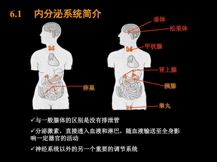 第6篇内分泌系统PPT课件_第2页