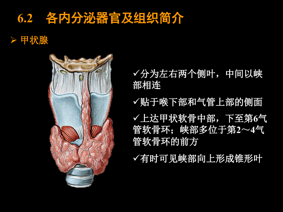 第6篇内分泌系统PPT课件_第3页