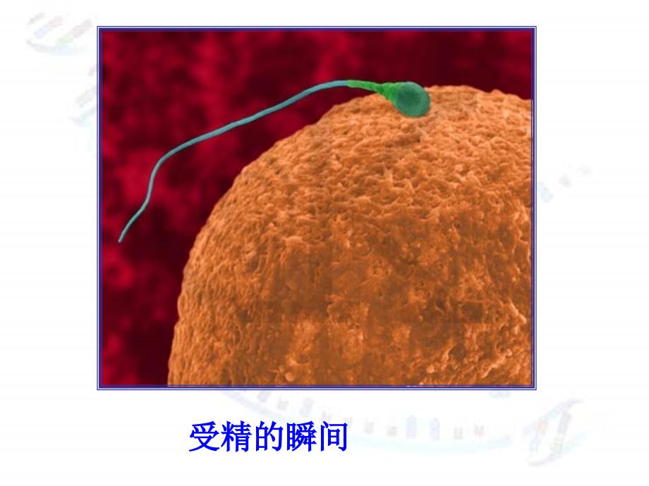 2.1人教版生物必修二第二章第一节减数分裂和受精作用PPT课件_第2页