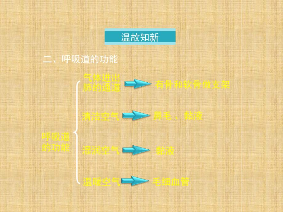 初中七年级生物下册432发生在肺内的气体交换第一课时名师优质课件新版新人教版_第3页