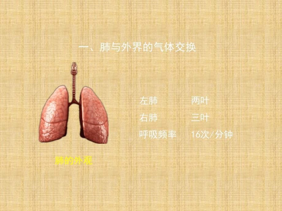 初中七年级生物下册432发生在肺内的气体交换第一课时名师优质课件新版新人教版_第5页