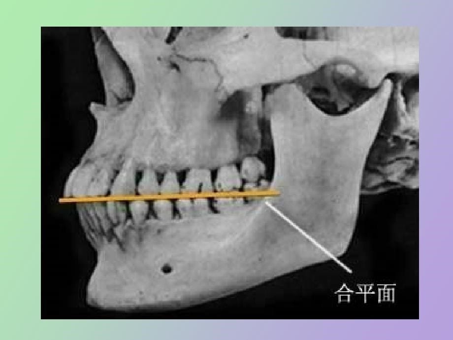 解剖生理牙列与颌位_第5页