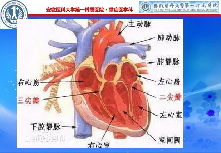 主动脉夹层(课件)_第5页