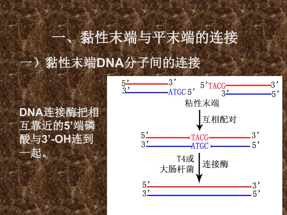 基因与载体连接PPT课件_第2页