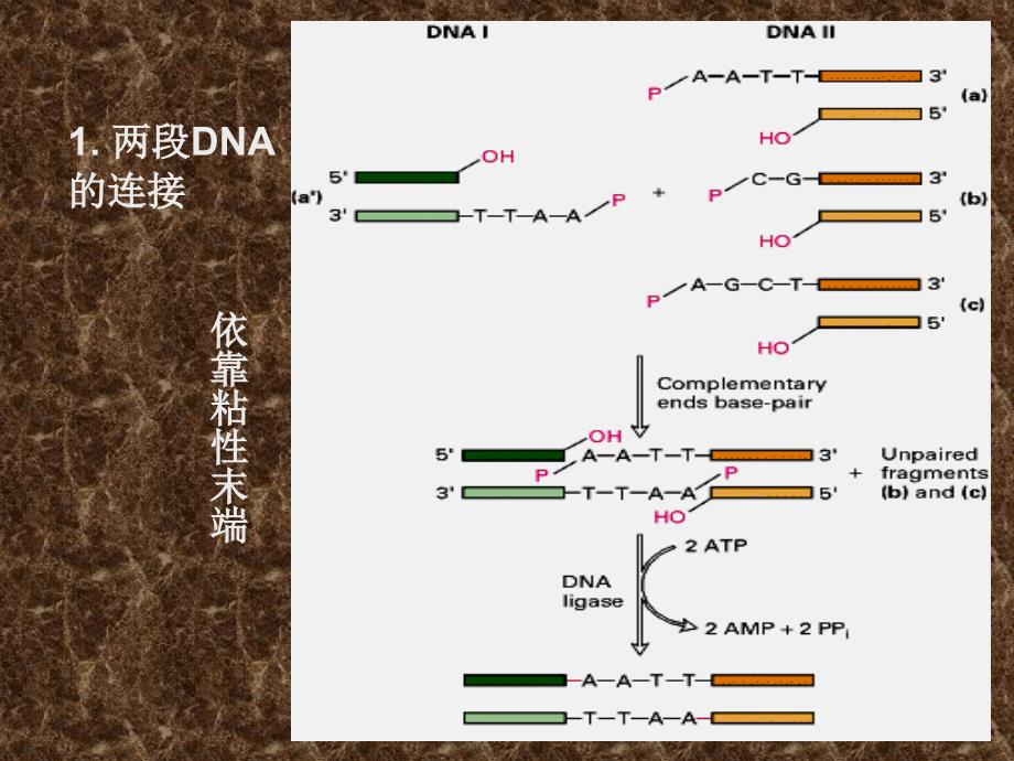 基因与载体连接PPT课件_第3页