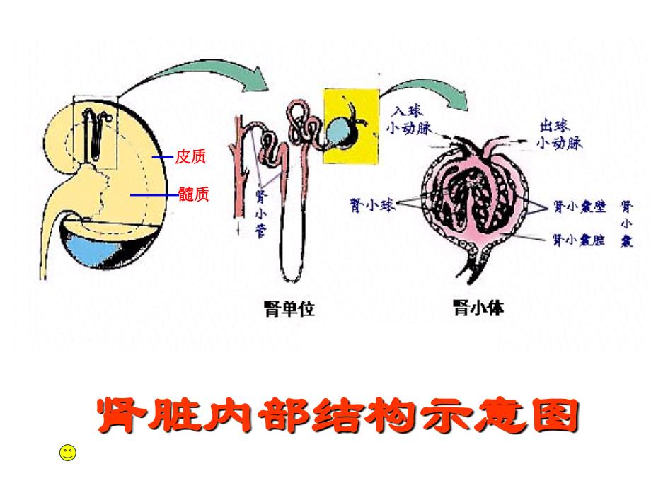 《肾单位的结构》PPT课件.ppt_第2页