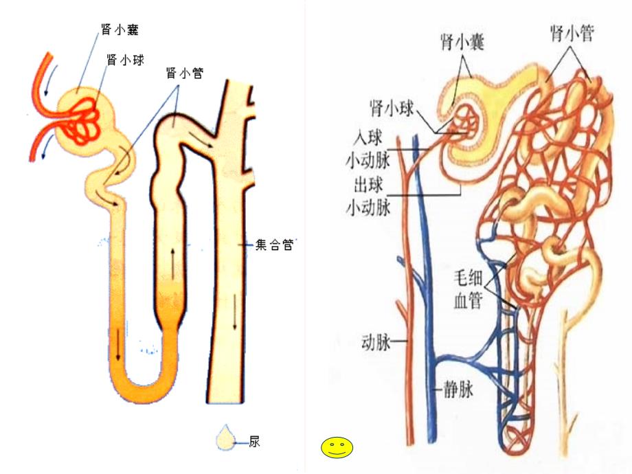 《肾单位的结构》PPT课件.ppt_第3页