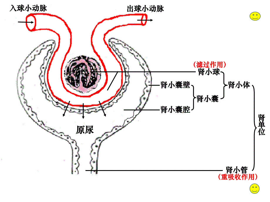 《肾单位的结构》PPT课件.ppt_第4页