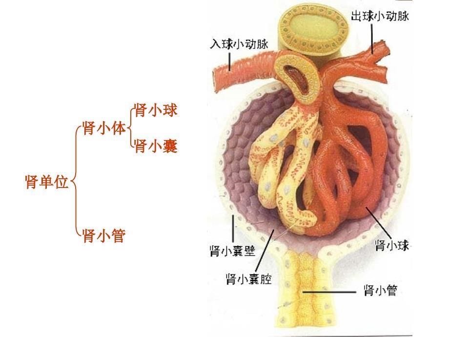 《肾单位的结构》PPT课件.ppt_第5页